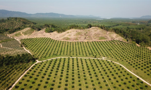 Deforestazione causata dall'olio di palma